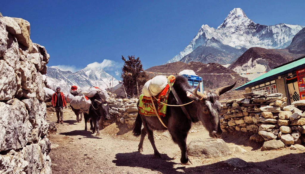 Is Altitude Sickness a Risk on the Ama Dablam Base Camp Trek?